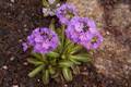 Primula denticulata IMG_9463 Pierwiosnek